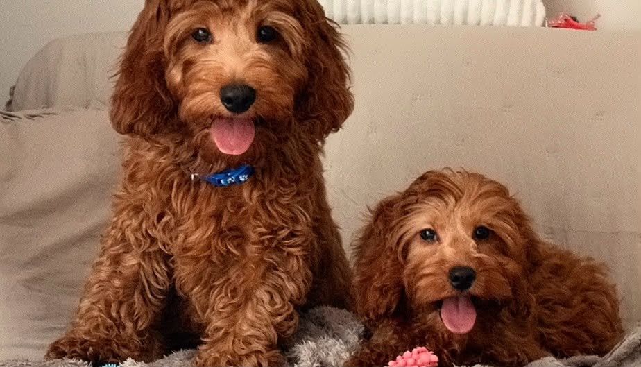 Cockapoo (Cocker Spaniel/ Pudel)