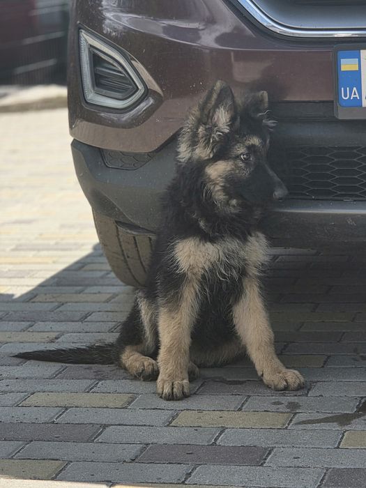 Продаж цуценят німецької вівчарки