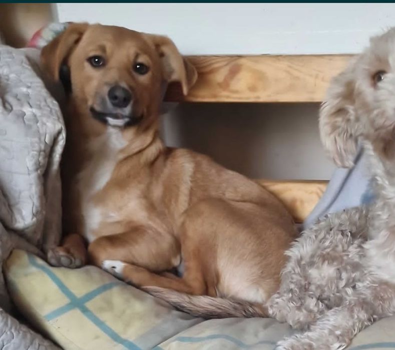 Zuzia mała agentka do adopcji ,pełna radości.