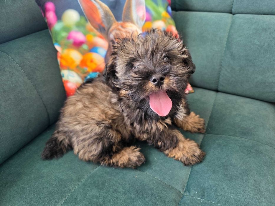 Pies szczeniak ur. 01.02.2026