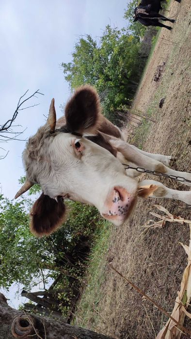 Продам телочку сиворябую