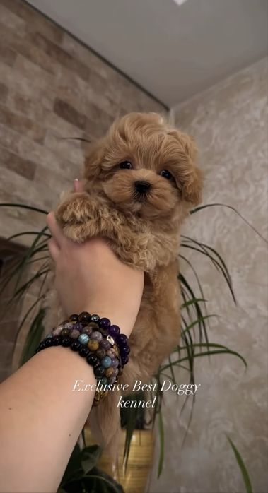‼️Очень красивые VIP ‼️mini щенки мальтипу ф1. Щенок мальтипу. Baby face. Доставка