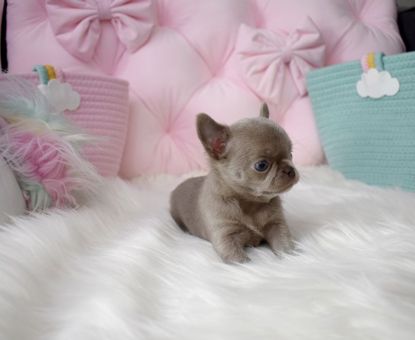 !!ZAREZERWOWANA!!Chihuahua XS liliowa mini sunia