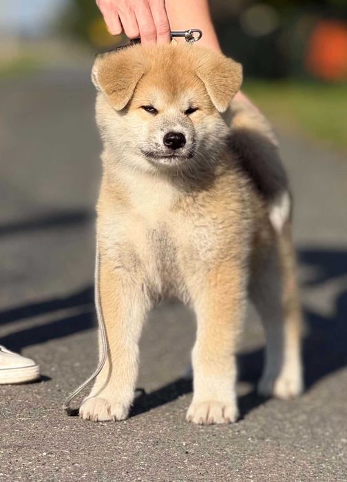 Akita Japońska*Suczka*Hodowla ZKwP