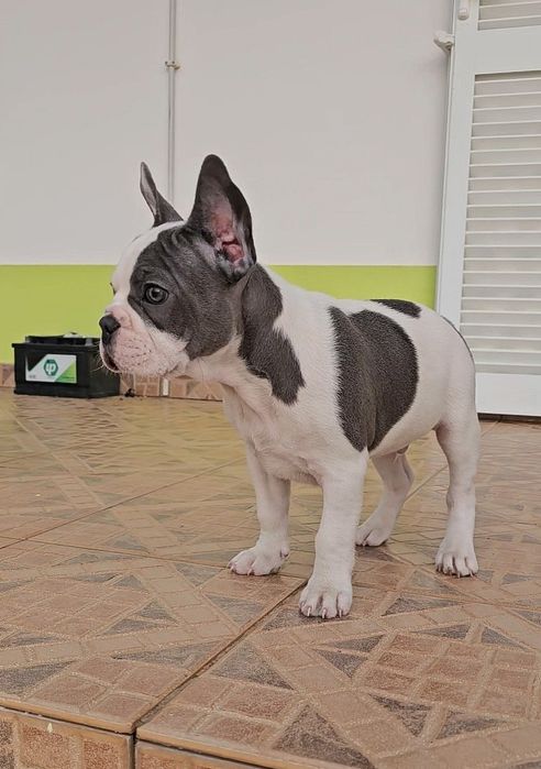Bulldog Francês Blue Pied