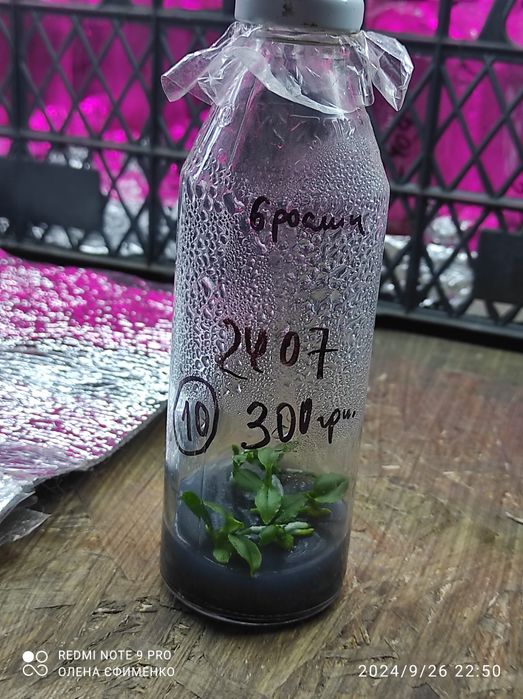 Фласка, орхідеї,дітки 2024 року посіву