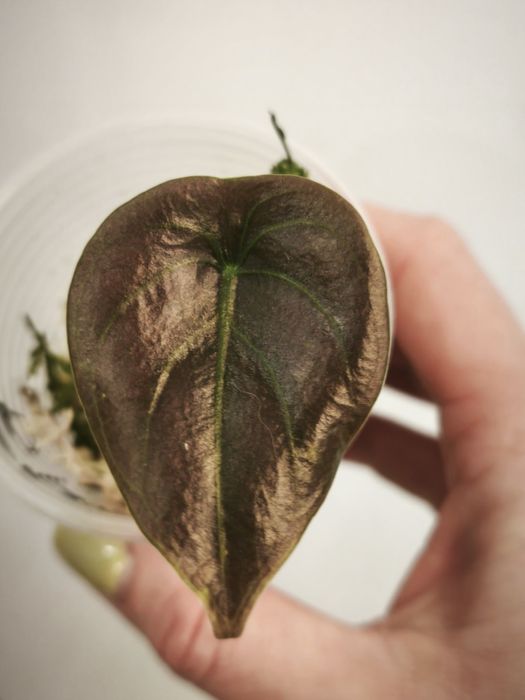 Алоказия Ред Сикрет