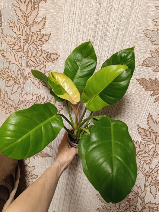 Филодендрон різні сорти