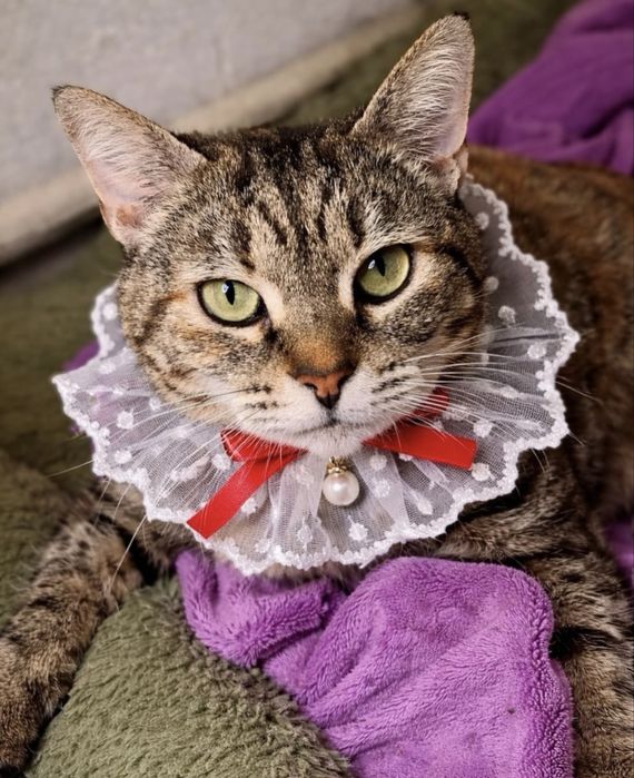 Gatinha para adoção responsável