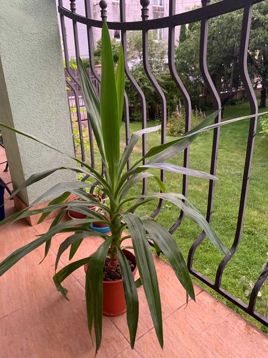 Juka yucca krępla doniczkowa domowa liście od ziemi wys. 90 cm