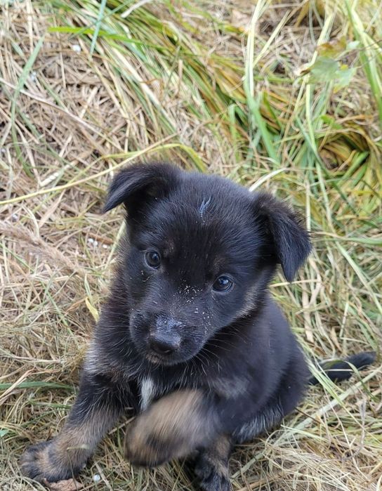 Красиве цуценя 2 міс