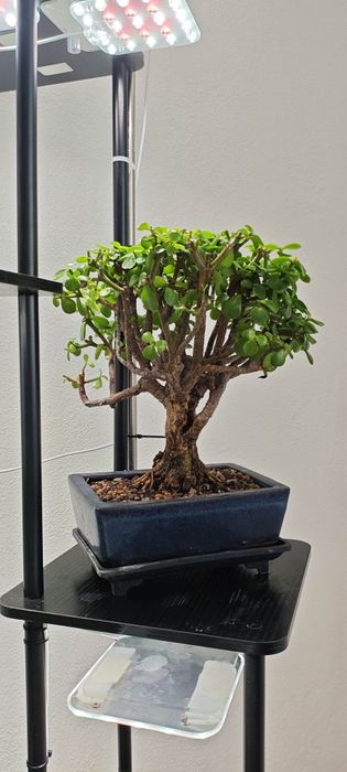 Coleção bonsai interior
