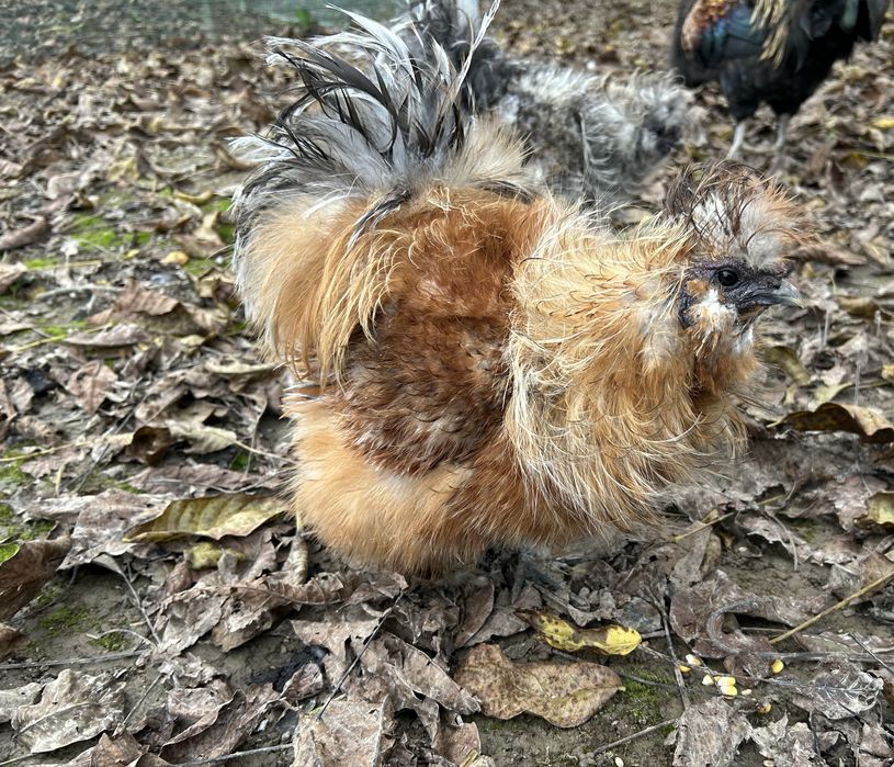 Kogut jedwabisty lokowany 2024