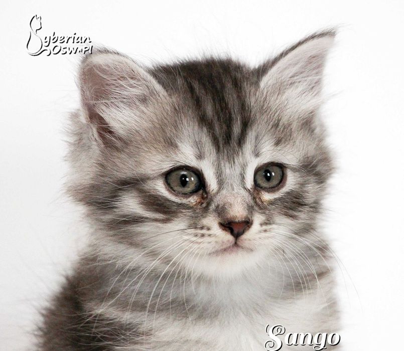 SANGO Sib Black Silver Mackerel Tabby