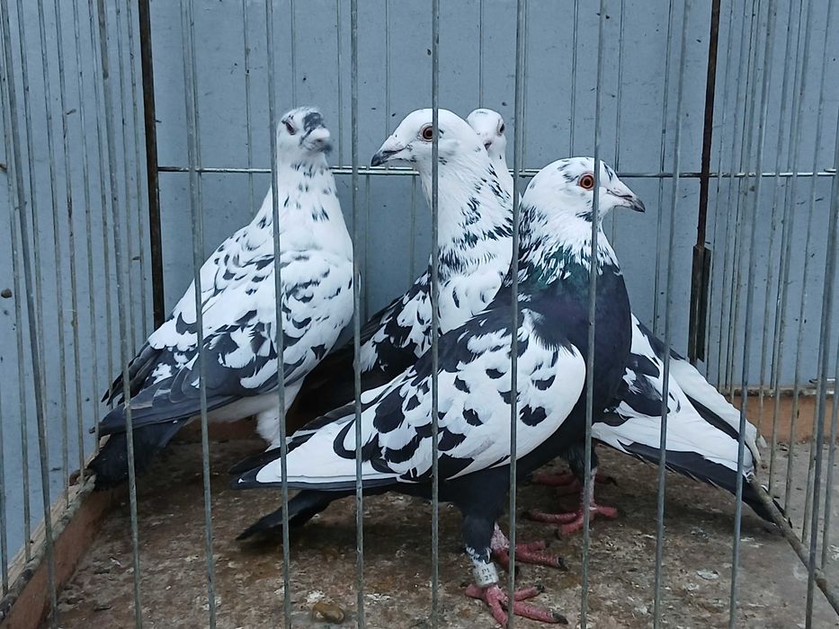 Mulemans tygrys mulemansy tygrysy gołąb gołębie