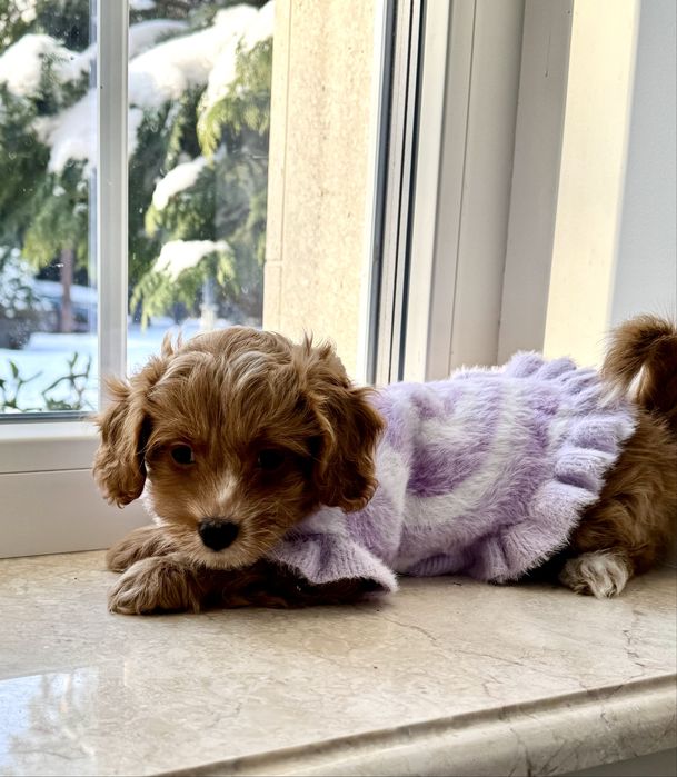 Мальтипу ф1 - премиум мини до 2,5 кг