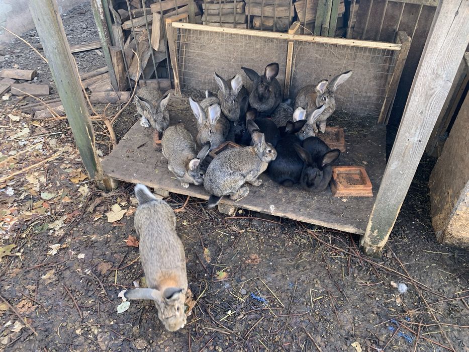 Продам кроликів різного віку