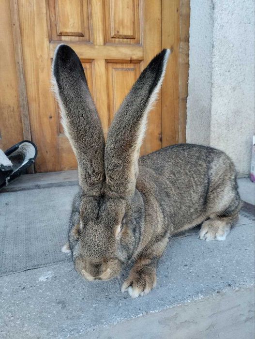 Сірий і білий велетень ,струкач вага батьків 9кг