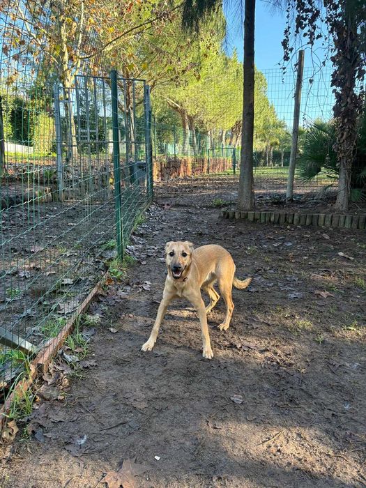 Adoçao responsável cadela porte medio