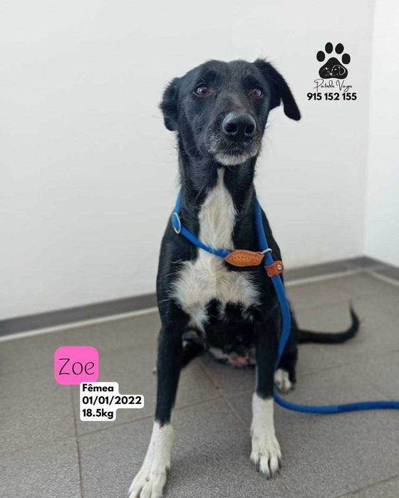 Cadela para adoção (Zoe)