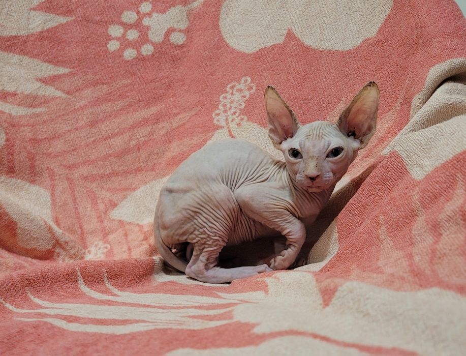 Gatinha sphynx bebé