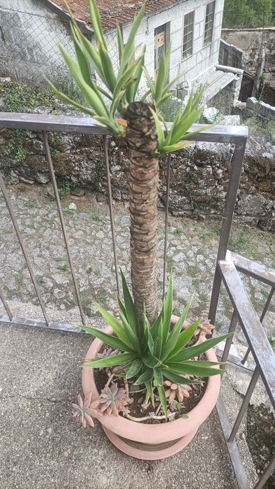 Planta Fiteiro em vaso