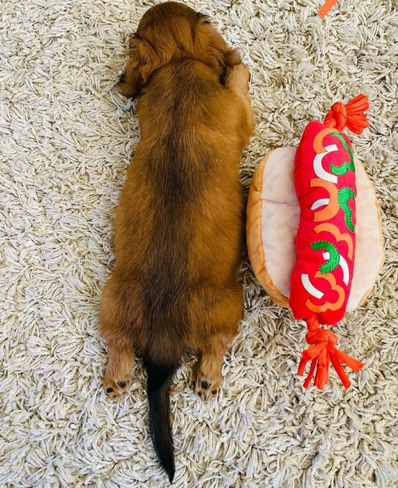 Кроляча довгошерстна красуня