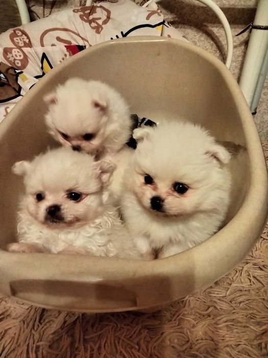 Вязка шпиц померанский