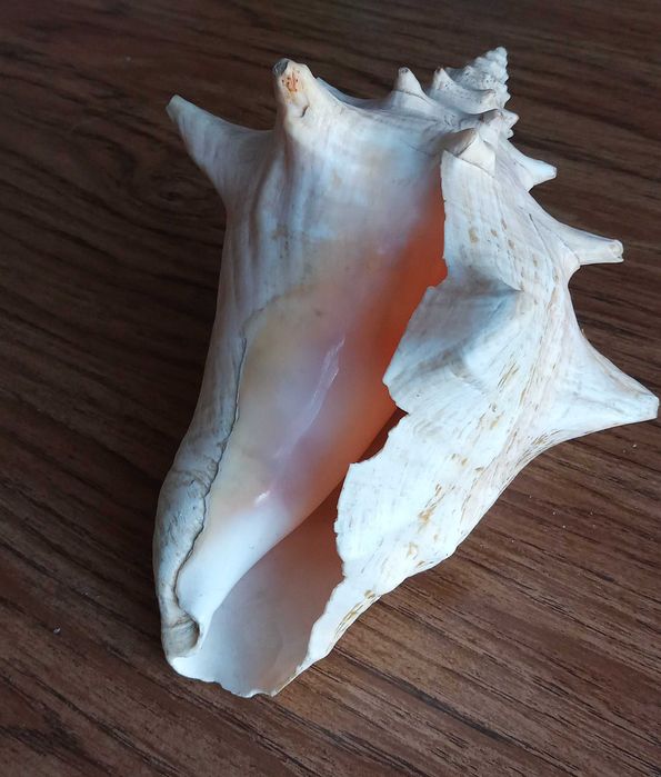 Ракушка большая  океаническая.