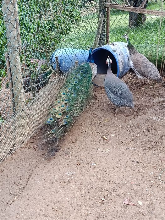 casal de pavões malhados
