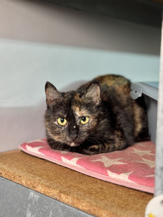 Кошечки в дар хорошим людям