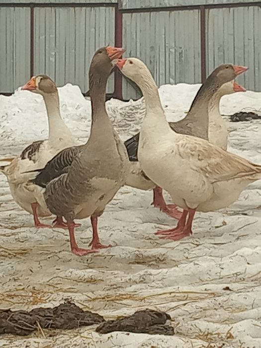 Продам гусі на розведення