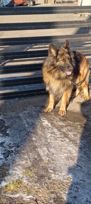 Oddam za darmo sunie owczarka niemieckiego