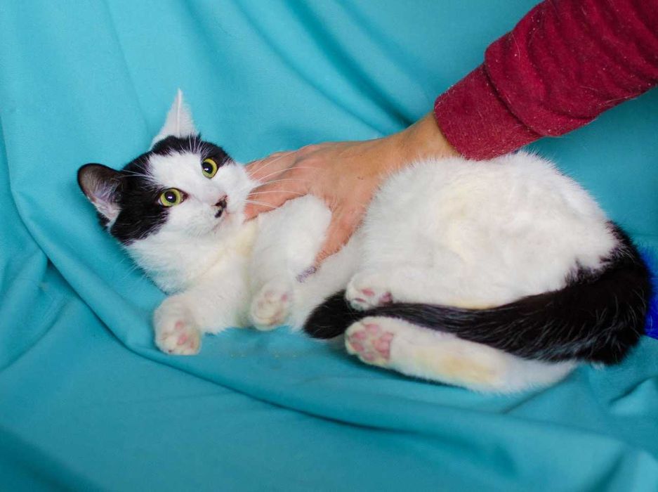 Найніжніша киця Мушка шукає дім, 1 рік, стерилізована, кішка, кошка