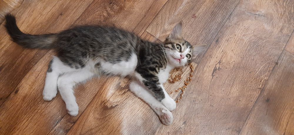 Віддам кошенят(хлопці, 3 місяця), у дбайливу сім'ю