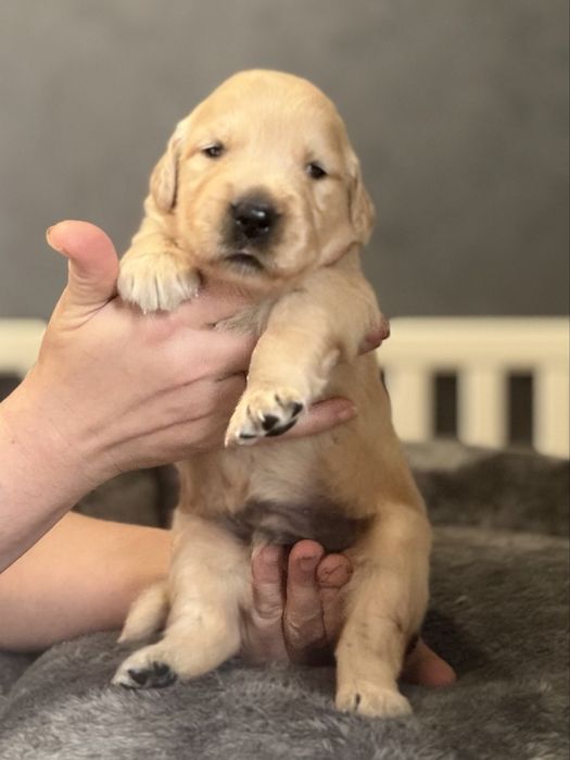 Golden retriever ZKwP/FCI linia amerykańska