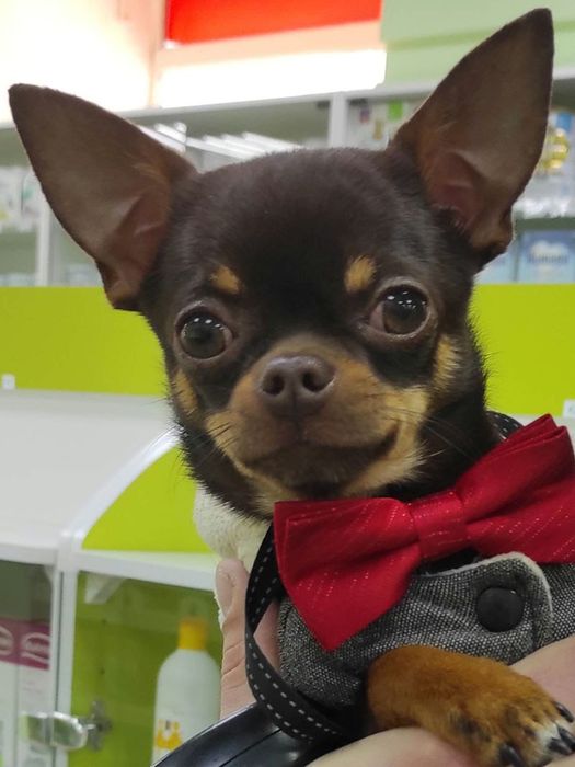 В'язка Чихуахуа міні