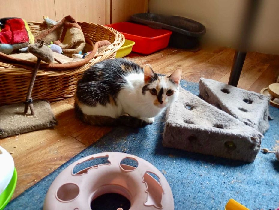 KRESKA trikolorka do adopcji, zdrowa, zaszczepiona, kastrowana