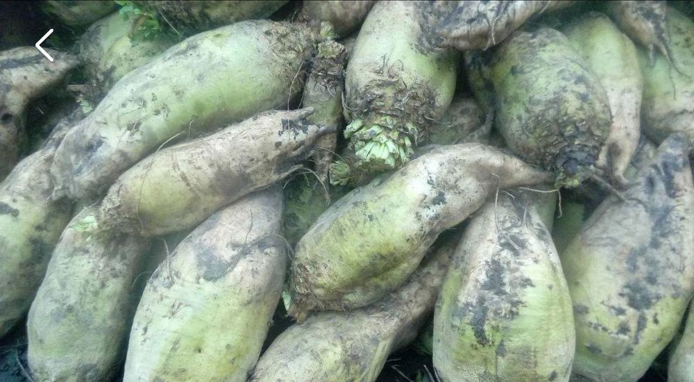 Продам Буряк кормовий
