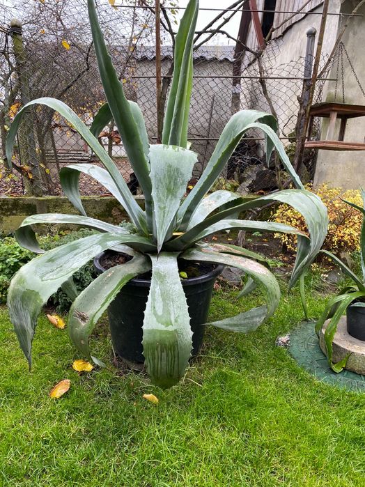 Вазон агава американська блакитна.