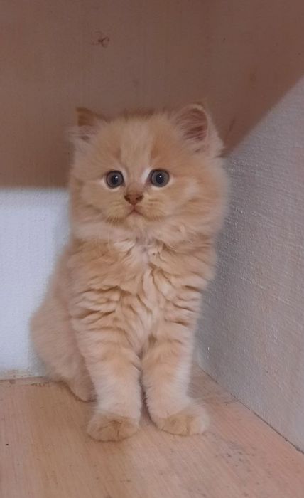 Шотландські кошенята
