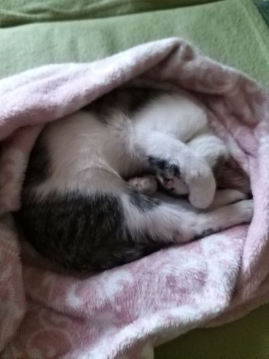 Kotek szuka nowego domku .