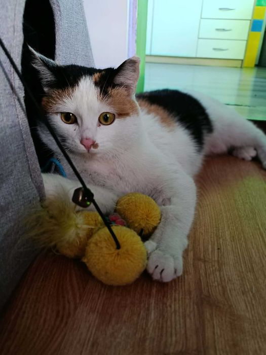 Urocza kotka Mafra szuka domku