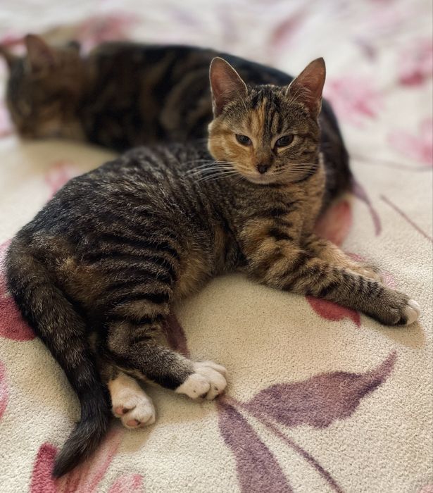 Віддам кошеня( дівчинка)