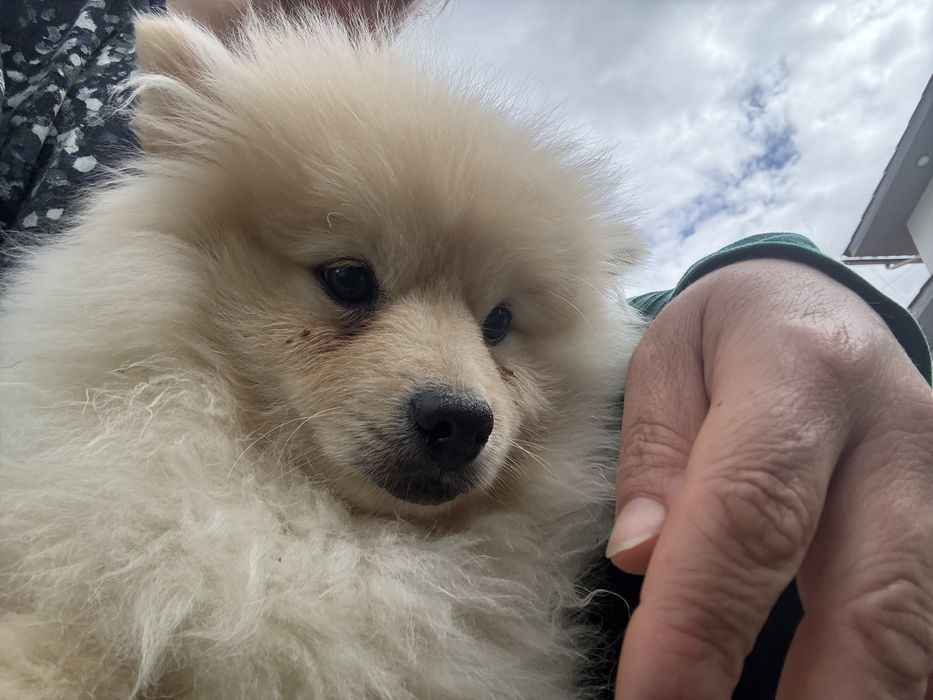 Sipitz medio maravilho 6 meses