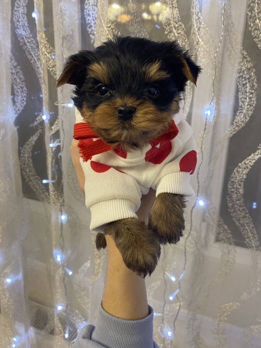 Хлопчик міні йорк