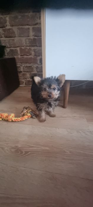 YORK szczeniak piesek