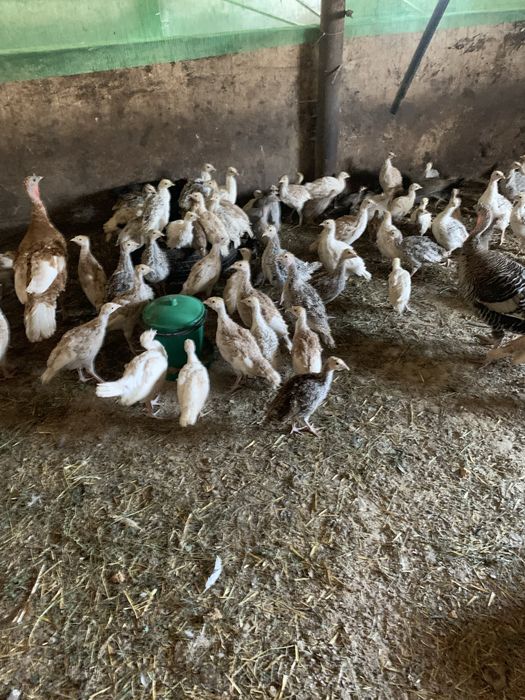 Цесарки, індики, каченята різного віку