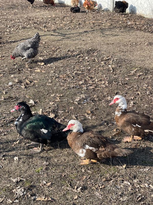 Индоутки Кринички