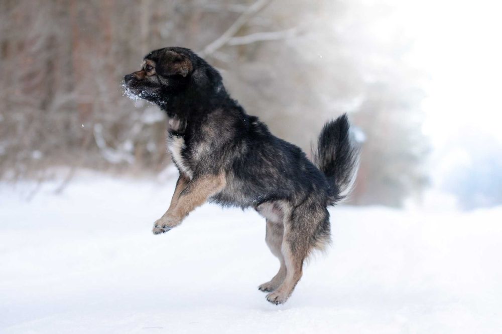 KIMBO - młodziutki, puszysty słodki pyszczek